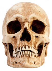 Ancient Argentine Skull Reveals Intriguing Pre-Columbian Head-Shaping Secrets