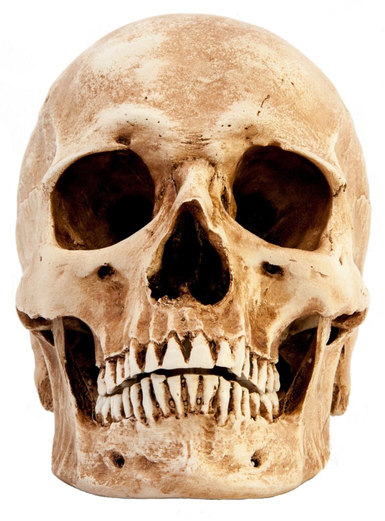 Ancient Argentine Skull Reveals Intriguing Pre-Columbian Head-Shaping Secrets