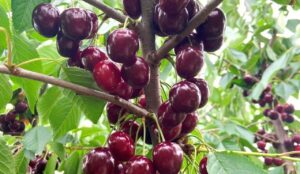 Moldovan Cherries Brave Frost to Sweeten Italian Markets