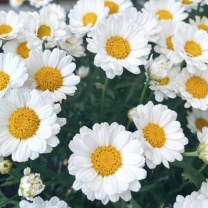 Multicolour Menace: The Hardy Daisies Transforming Australia’s Roadsides