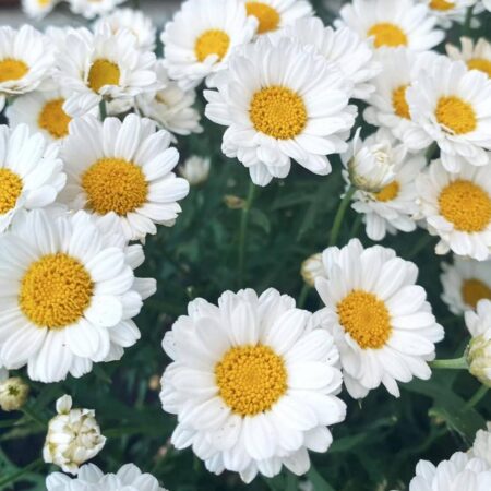 Multicolour Menace: The Hardy Daisies Transforming Australia’s Roadsides