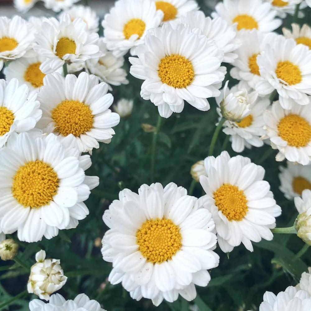 Multicolour Menace: The Hardy Daisies Transforming Australia’s Roadsides