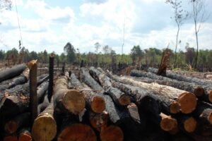 How Illegal Logging Threatens Brazil’s Booming Carbon Credit Market