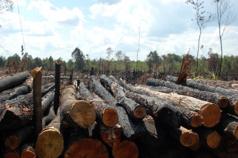 How Illegal Logging Threatens Brazil’s Booming Carbon Credit Market