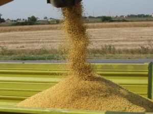 Argentina Completes Soybean Harvest Amid Rapid Wheat Growth Fueled by Cold Spell