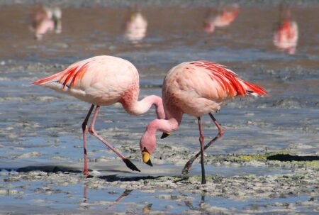 Flamingos Spark Havoc Devouring Rice Crops for Risotto in Northeast Italy