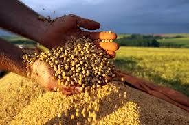 How Brazil’s Soybean Boom is Sparking a Global Gold Rush Fueled by China