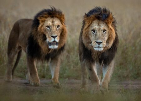 Lions vs Australia First Test: Kick-Off Time, How to Watch, Team News & Lineups Unveiled
