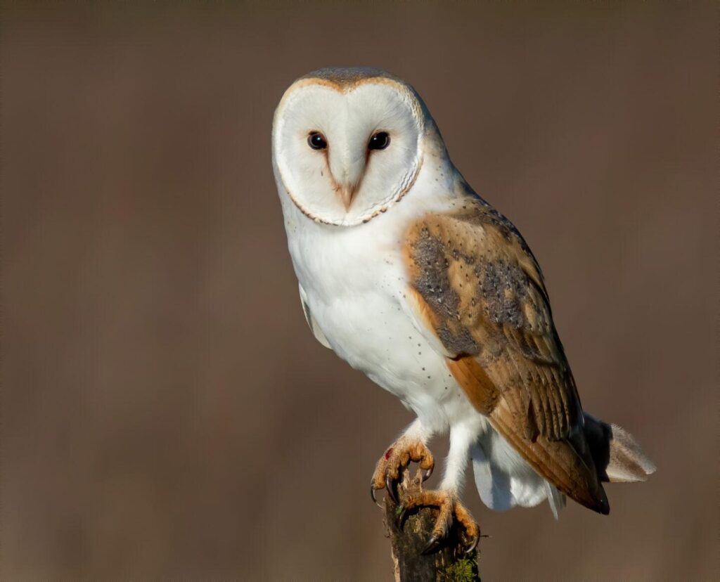 Europe’s Oldest Barn Owl Found Thriving in the UK