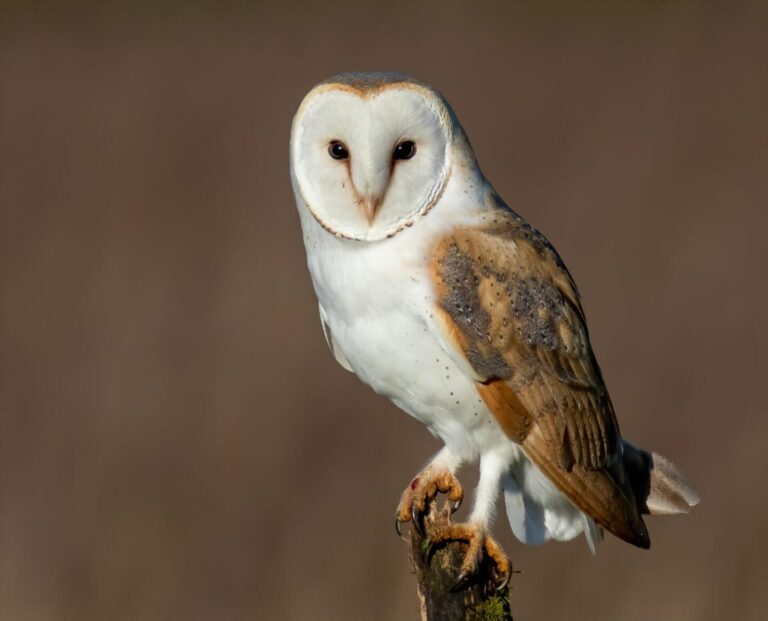 Europe’s Oldest Barn Owl Found Thriving in the UK