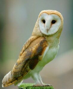 Europe’s Oldest Barn Owl Found Thriving in the United Kingdom