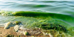 Uncovering the Causes of South Australia’s Algal Bloom and Its Impact on All Australians