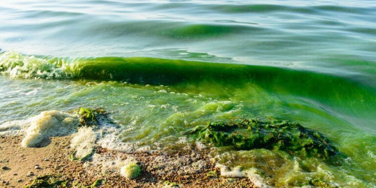 Uncovering the Causes of South Australia’s Algal Bloom and Its Impact on All Australians