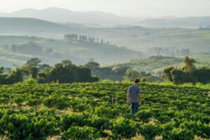 Brazilian Coffee Farmers Rally to Defend Their Future Against US Tariff Threats