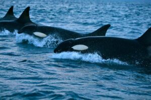 British Sailors Face Danger as Killer Whales Ram Their Boat Off Northern Spain Coast