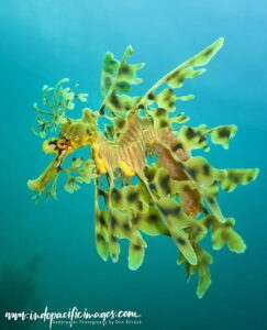 Thousands of Seadragons at Risk as Toxic Algal Bloom Devastates Australian Waters