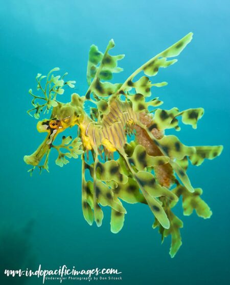 Thousands of Seadragons at Risk as Toxic Algal Bloom Devastates Australian Waters