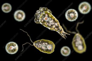 Rare Brain-Eating Amoeba Causes Tragic Death in South Carolina