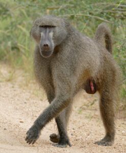 German Zoo Faces Backlash After Controversial Baboons Culling Amid Overcrowding Crisis