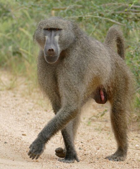 German Zoo Faces Backlash After Controversial Baboons Culling Amid Overcrowding Crisis