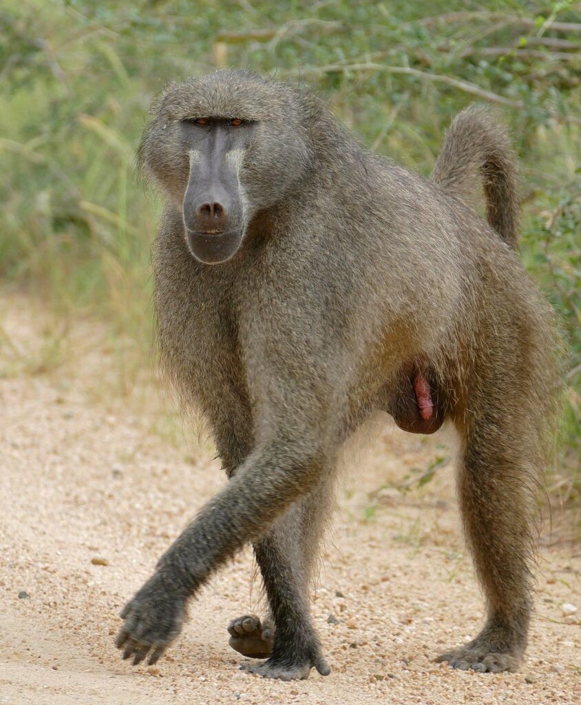 German Zoo Faces Backlash After Controversial Baboons Culling Amid Overcrowding Crisis
