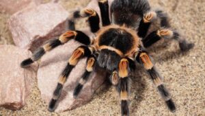 Alert: Massive Tarantula Swarms Are Invading These States Soon!