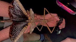 Massive Giant Stick Insect Discovered in Australia Could Be Among the Heaviest Insects on Earth