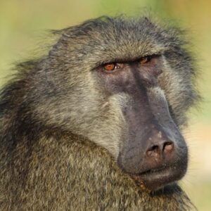 German Zoo Makes Heartbreaking Decision to Euthanize 12 Healthy Baboons Amid Space Shortage