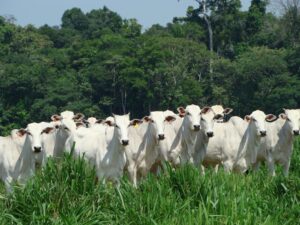 Brazilian Beef Packers Sound Alarm: $1 Billion Losses Loom if US Tariffs Hit