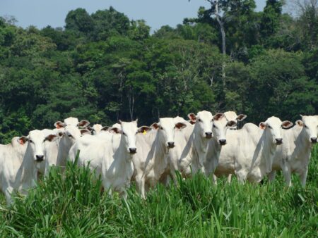 Brazilian Beef Packers Sound Alarm: $1 Billion Losses Loom if US Tariffs Hit