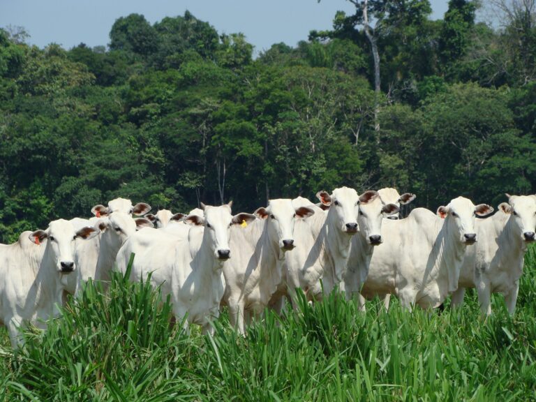 Brazilian Beef Packers Sound Alarm: $1 Billion Losses Loom if US Tariffs Hit