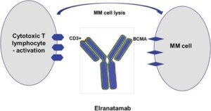 Elranatamab Outperforms Standard Myeloma Therapies in Groundbreaking UK Study