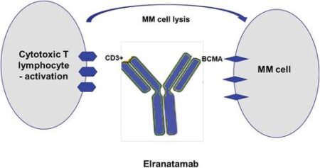 Elranatamab Outperforms Standard Myeloma Therapies in Groundbreaking UK Study