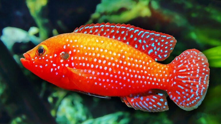 Fish Ignites Brush Fire in Western Canada: An Unbelievable Wildlife Incident Sets Flames Ablaze