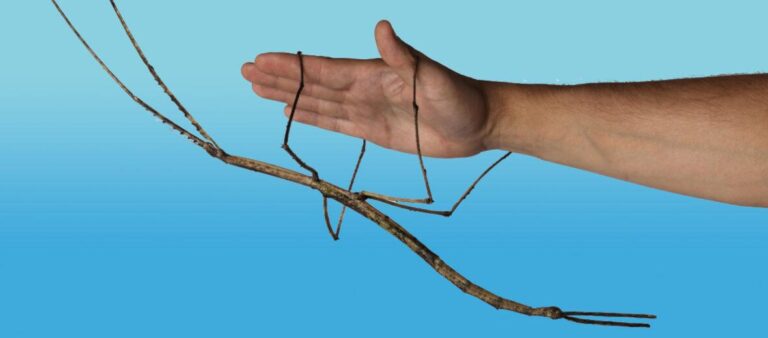 Giant Stick Insect Found in Rainforest May Be Australia’s Heaviest Ever