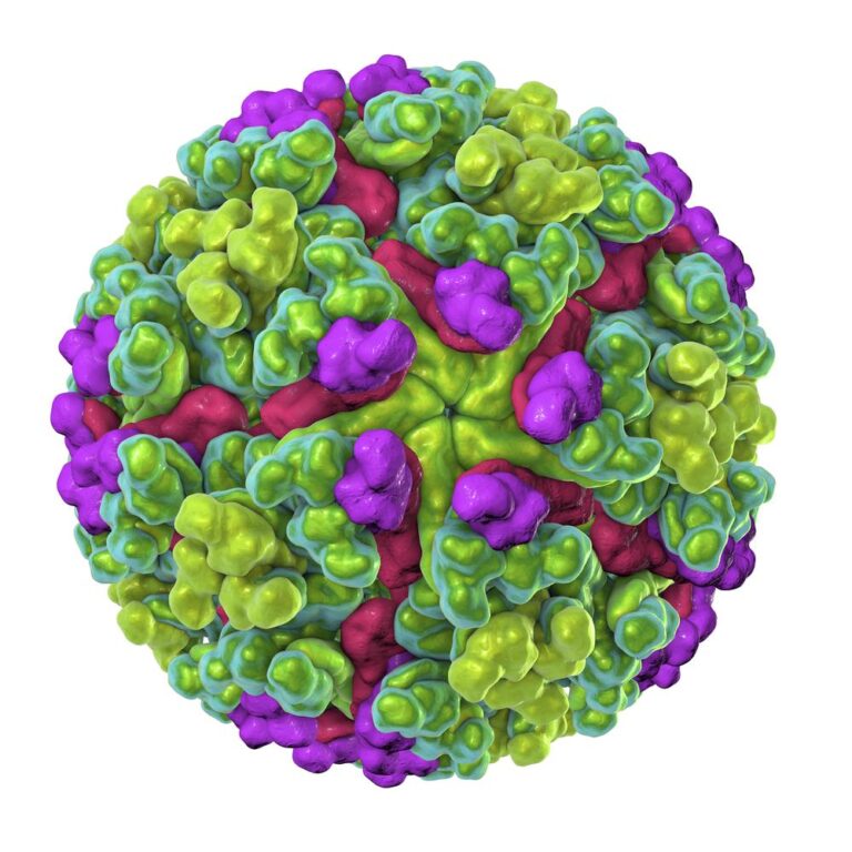 Taiwan Reports Its First Chikungunya Virus Case Tied to China Outbreak