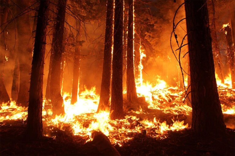Unprecedented’ Wildfire Engulfs an Area as Vast as Paris in Southern France