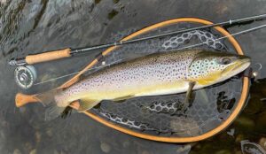 Trout Whisperer: Unlock the Gentle Art of Fishing in Spain