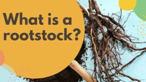 Rootpac40 Rootstock: Revolutionizing Peach Production Efficiency in Italy