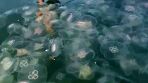 Enormous Jellyfish Swarm Triggers Shutdown of French Nuclear Power Plant