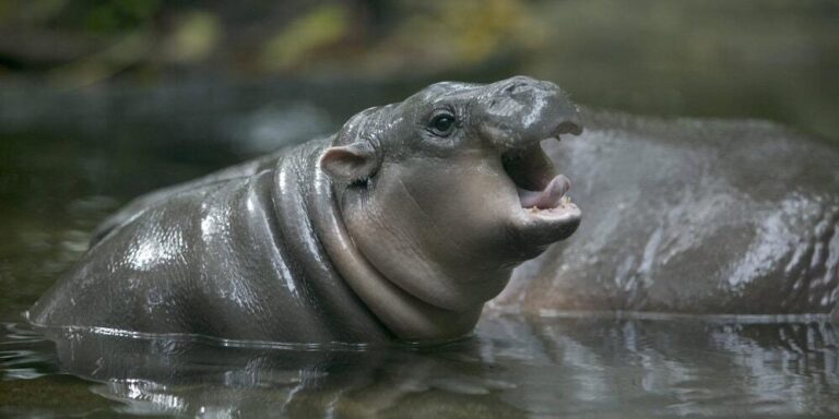 Farewell, Toni! Berlin’s Adorable Pygmy Hippo Embarks on Exciting Journey to France