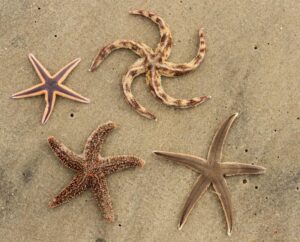 How a Starfish Transformed into a Powerful Symbol in Argentina’s Political Scene