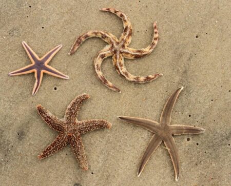 How a Starfish Transformed into a Powerful Symbol in Argentina’s Political Scene