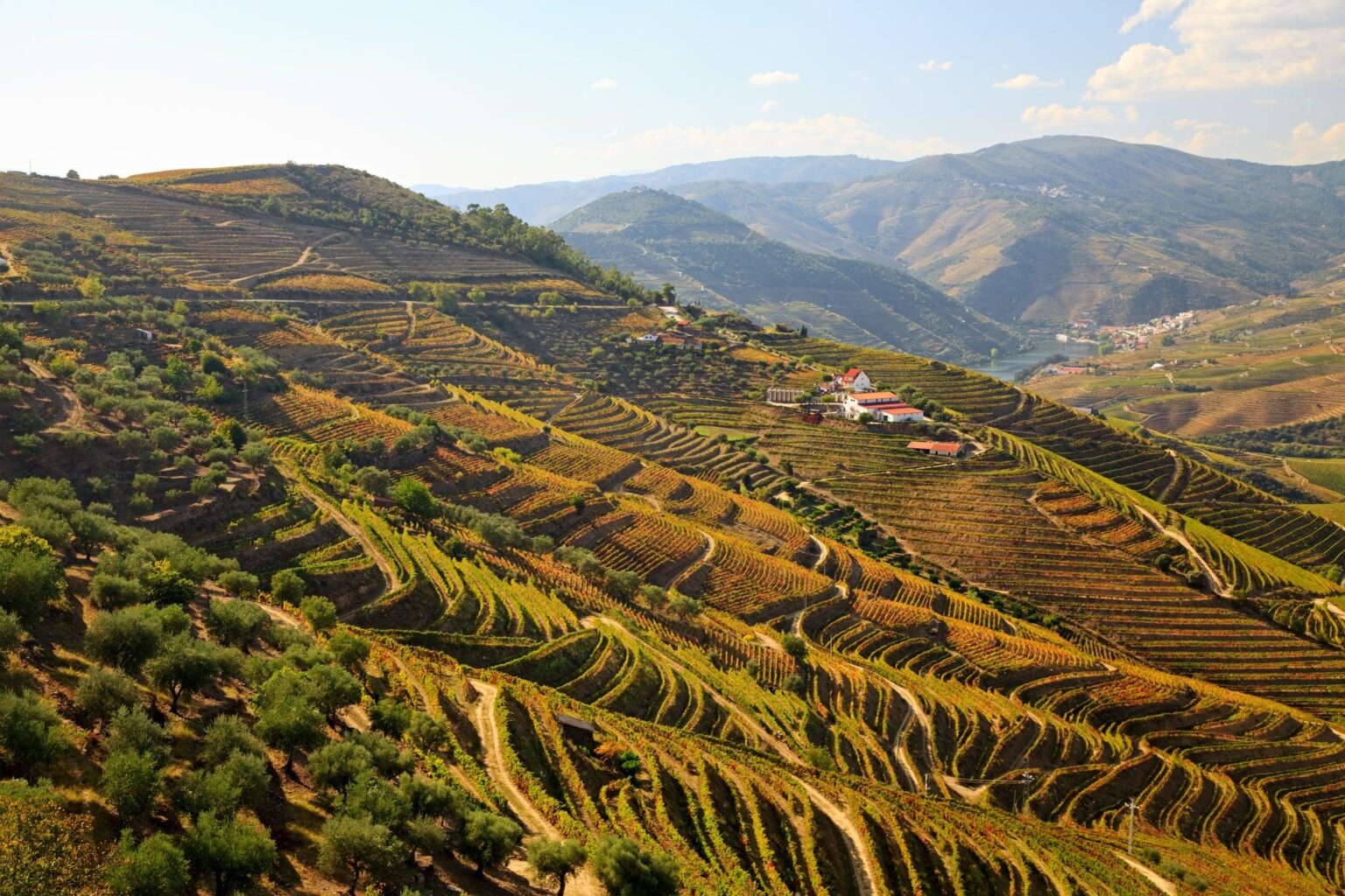 Uncover the Secrets Behind Dr. Frank’s Winery Tour – America’s Ultimate Wine Experience!