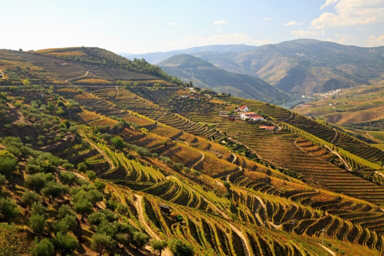 Uncover the Secrets Behind Dr. Frank’s Winery Tour – America’s Ultimate Wine Experience!