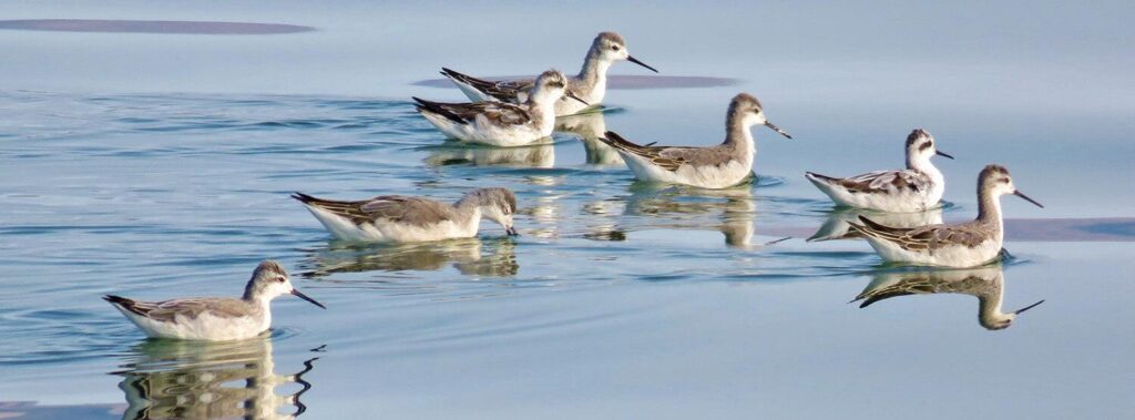 From Argentina to California: How Phalaropes Connect Continents Amid Vanishing Lakes