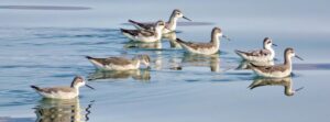 From Argentina to California: How Phalaropes Connect Continents Amid Vanishing Lakes