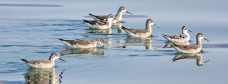 From Argentina to California: How Phalaropes Connect Continents Amid Vanishing Lakes