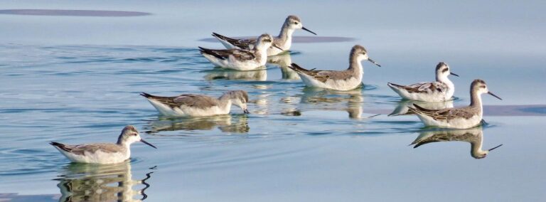 From Argentina to California: How Phalaropes Connect Continents Amid Vanishing Lakes