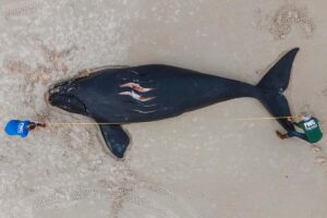 Record-Breaking Whale Calving Season Sparks New Hope for South Australia’s Oceans